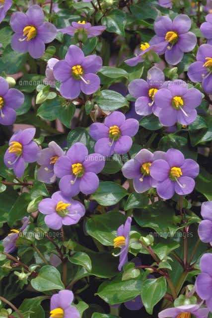 10/15☆　片柳唯様　色々セット