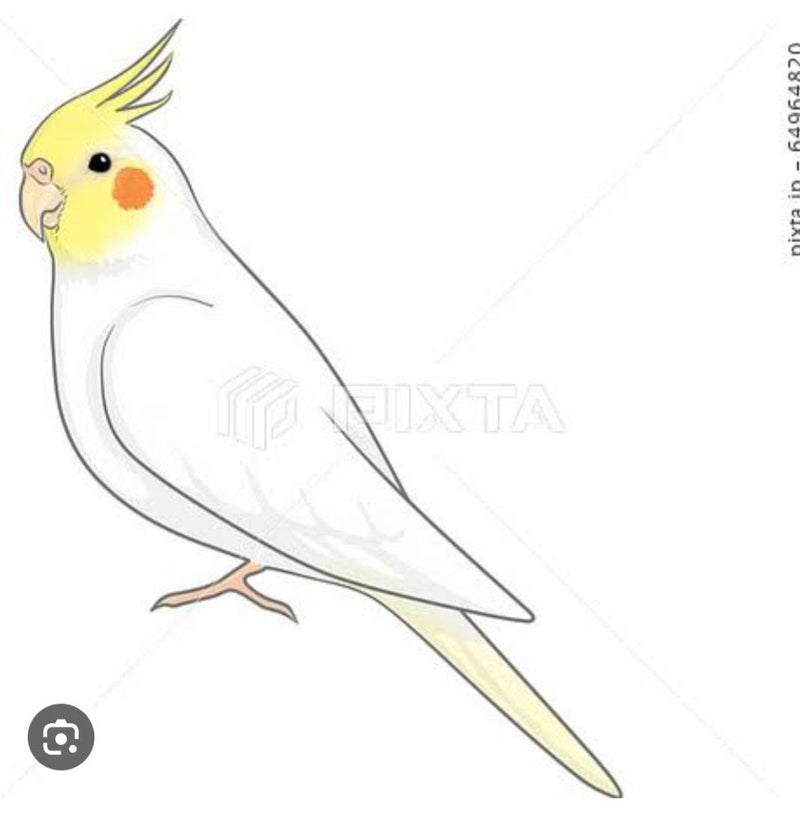 1/8　今井美紀様　いろいろセット