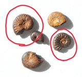 1/9 丸小彩加様　恐竜