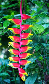 1/30 郡彩未様　ライオンキング