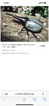 2/20 千崎美紗様　カブトムシ