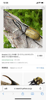 2/20 千崎美紗様　カブトムシ